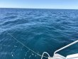 Friday January 2nd 2026 Tropical Destiny: Benwood Wreck reef report photo 1
