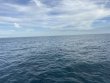 Sunday January 11th 2026 Tropical Destiny: Benwood Wreck reef report photo 1