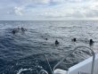 Sunday January 18th 2026 Tropical Destiny: USCGC Duane reef report photo 1