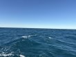 Monday January 19th 2026 Tropical Destiny: Eagle Ray Alley reef report photo 1