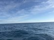 Saturday January 31st 2026 Tropical Destiny: Benwood Wreck reef report photo 1