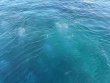Thursday February 5th 2026 Tropical Destiny: Eagle Ray Alley reef report photo 1
