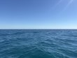 Friday February 6th 2026 Tropical Destiny: Drift French reef report photo 1