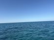 Saturday February 7th 2026 Tropical Destiny: City of Washington reef report photo 1