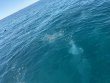 Tuesday February 24th 2026 Tropical Destiny: Benwood Wreck reef report photo 1
