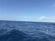 Thursday February 26th 2026 Tropical Destiny: USCGC Duane reef report photo 1