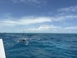 Friday April 24th 2026 Tropical Destiny: Nine Channel reef report photo 1