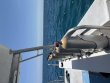 Saturday May 16th 2026 Tropical Destiny: Eagle Ray Alley reef report photo 1