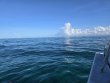 Monday June 8th 2026 Tropical Destiny: French Twist reef report photo 1