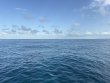 Friday July 17th 2026 Tropical Destiny: Snapper Ledge reef report photo 1