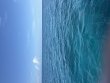 Friday August 7th 2026 Tropical Destiny: Snapper Ledge reef report photo 1
