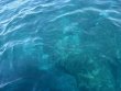 Thursday August 13th 2026 Tropical Destiny: Hole in the Wall reef report photo 1