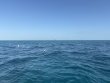 Friday February 27th 2026 Tropical Legend: JJs Cave reef report photo 1