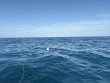 Saturday February 28th 2026 Tropical Legend: Woodys reef report photo 1