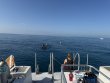 Sunday March 1st 2026 Tropical Legend: Benwood Wreck reef report photo 1