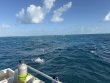 Sunday March 8th 2026 Tropical Legend: Molasses Reef reef report photo 1