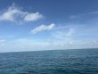 Saturday May 9th 2026 Tropical Legend: Eagle Ray Alley reef report photo 1