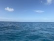 Sunday May 10th 2026 Tropical Legend: Benwood Wreck reef report photo 1