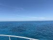 Friday May 8th 2026 Tropical Legend: Christ Statue reef report photo 1