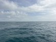 Monday May 11th 2026 Tropical Legend: North Star reef report photo 1