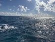 Friday January 9th 2026 Tropical Odyssey: Coral Canyons reef report photo 1
