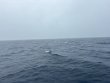 Monday January 12th 2026 Tropical Odyssey: Spiegel Grove reef report photo 1