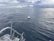 Friday January 23rd 2026 Tropical Odyssey: Spiegel Grove reef report photo 1