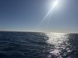 Monday February 2nd 2026 Tropical Odyssey: Spiegel Grove reef report photo 1