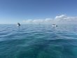 Friday February 13th 2026 Tropical Odyssey: Molasses Reef reef report photo 1