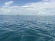 Sunday March 1st 2026 Tropical Odyssey: Logans Run reef report photo 1