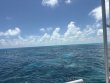 Saturday April 18th 2026 Tropical Odyssey: Christ Statue reef report photo 1