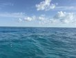 Thursday April 23rd 2026 Tropical Odyssey: HourGlass reef report photo 1
