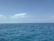 Friday May 29th 2026 Tropical Odyssey: Drift French reef report photo 1