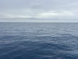 Saturday May 30th 2026 Tropical Odyssey: Spiegel Grove reef report photo 1