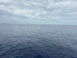 Sunday May 31st 2026 Tropical Odyssey: Spiegel Grove reef report photo 1