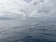Tuesday June 2nd 2026 Tropical Odyssey: Benwood Wreck reef report photo 1