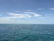 Tuesday June 2nd 2026 Tropical Odyssey: Christ Statue reef report photo 1