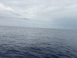 Wednesday June 3rd 2026 Tropical Odyssey: Spiegel Grove reef report photo 1