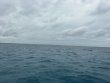 Thursday June 4th 2026 Tropical Odyssey: CRF Nursery reef report photo 1