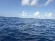 Wednesday June 17th 2026 Tropical Odyssey: USCGC Bibb reef report photo 1