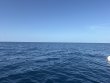 Saturday July 4th 2026 Tropical Odyssey: Spiegel Grove reef report photo 1