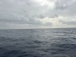 Sunday July 12th 2026 Tropical Odyssey: Spiegel Grove reef report photo 1