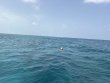 Sunday July 12th 2026 Tropical Odyssey: JJs Cave reef report photo 1