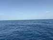 Monday July 13th 2026 Tropical Odyssey: Spiegel Grove reef report photo 1