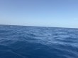 Tuesday July 14th 2026 Tropical Odyssey: Spiegel Grove reef report photo 1
