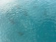 Tuesday August 4th 2026 Tropical Odyssey: CRF Nursery reef report photo 1