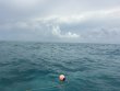 Thursday August 6th 2026 Tropical Odyssey: North Star reef report photo 1