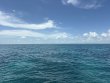 Friday August 7th 2026 Tropical Odyssey: Minnow Cave reef report photo 1