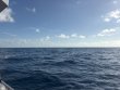 Saturday August 8th 2026 Tropical Odyssey: Spiegel Grove reef report photo 1