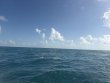 Sunday August 9th 2026 Tropical Odyssey: Spiegel Grove reef report photo 1